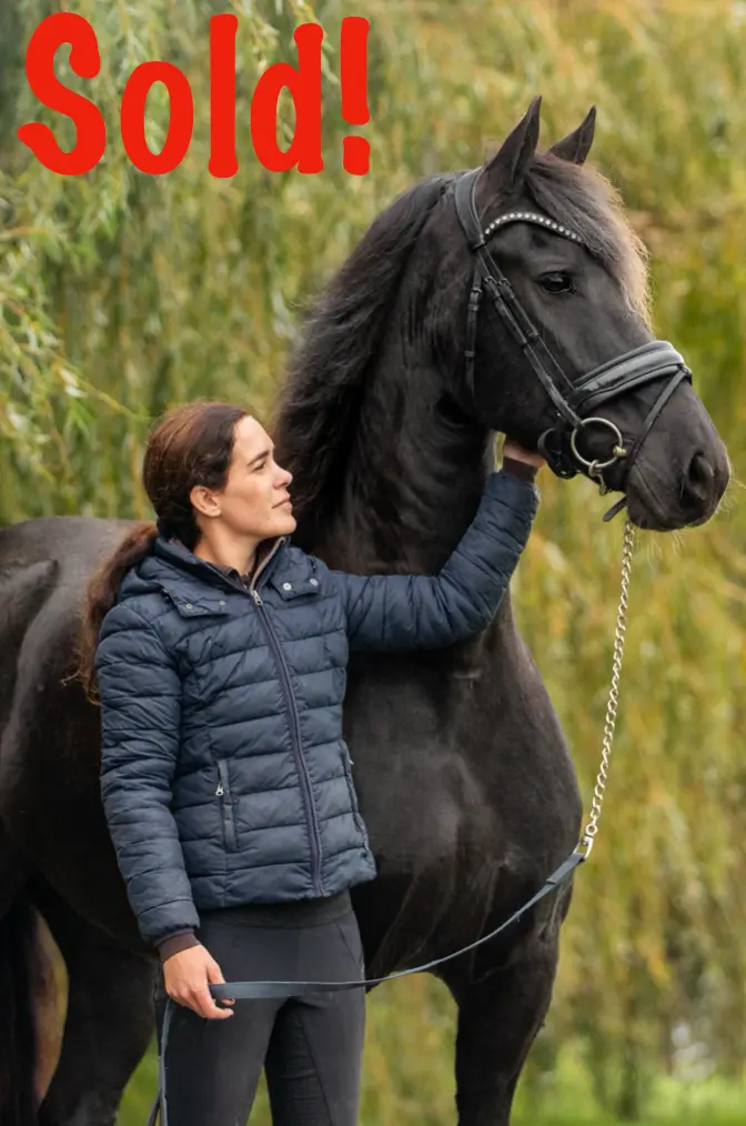 Sigrid K. Ster Equestrian Sport Bridle 1