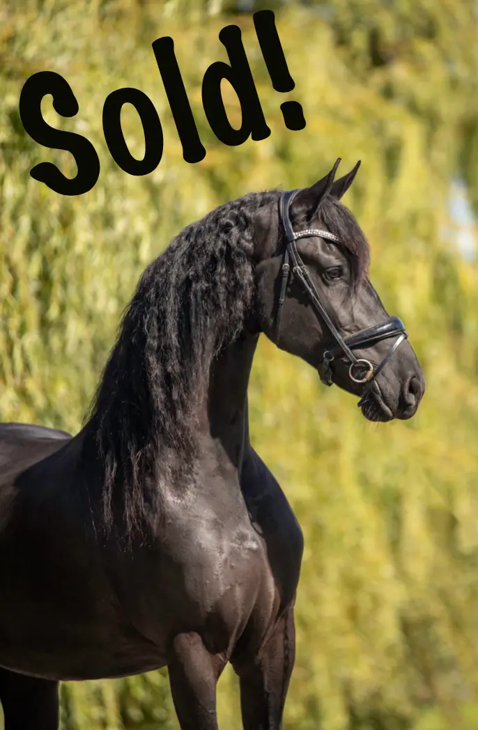 Wilma Kroon Aa Competition Western Bridle 1